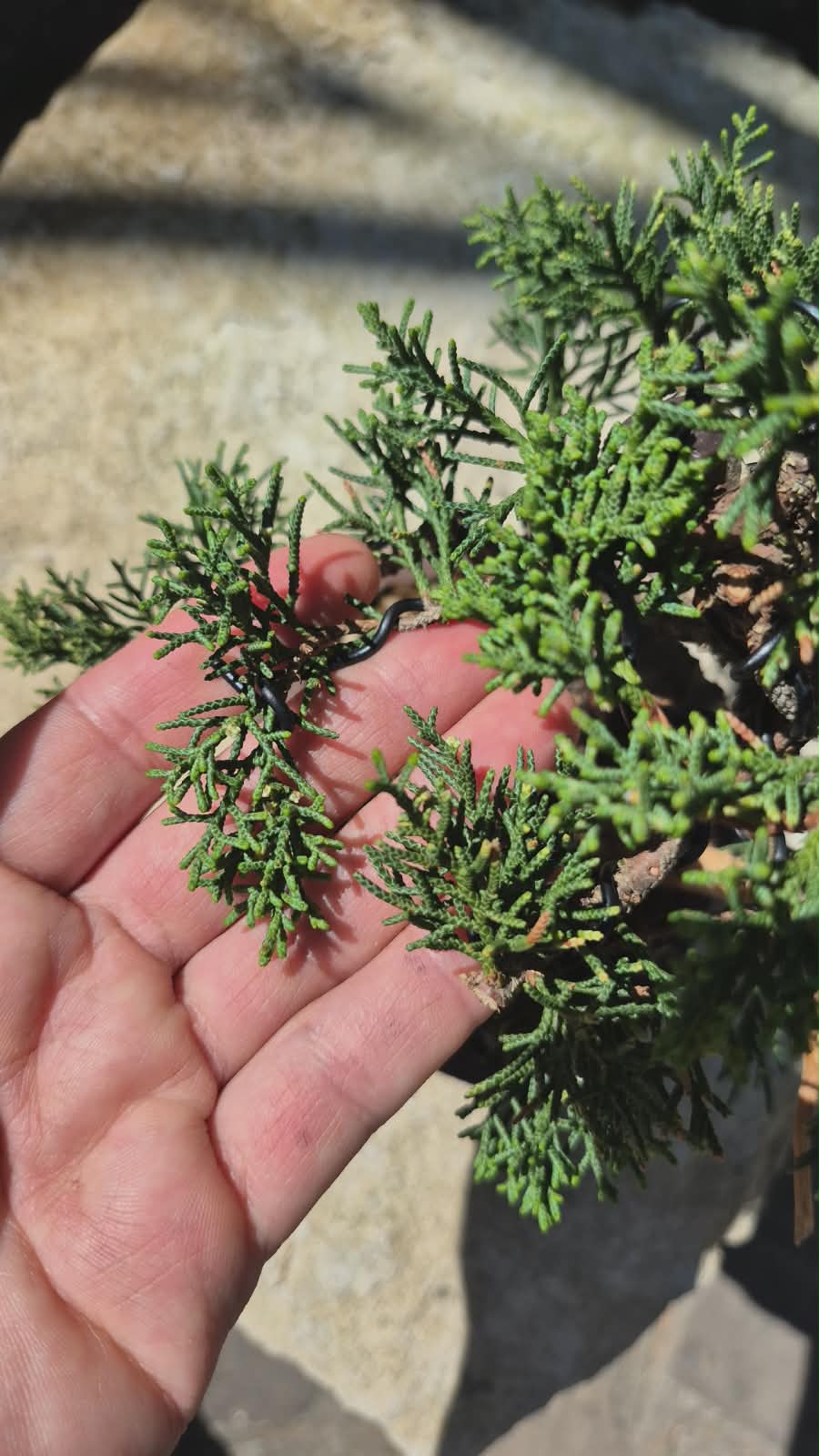 Bonsai of Juniperus 3