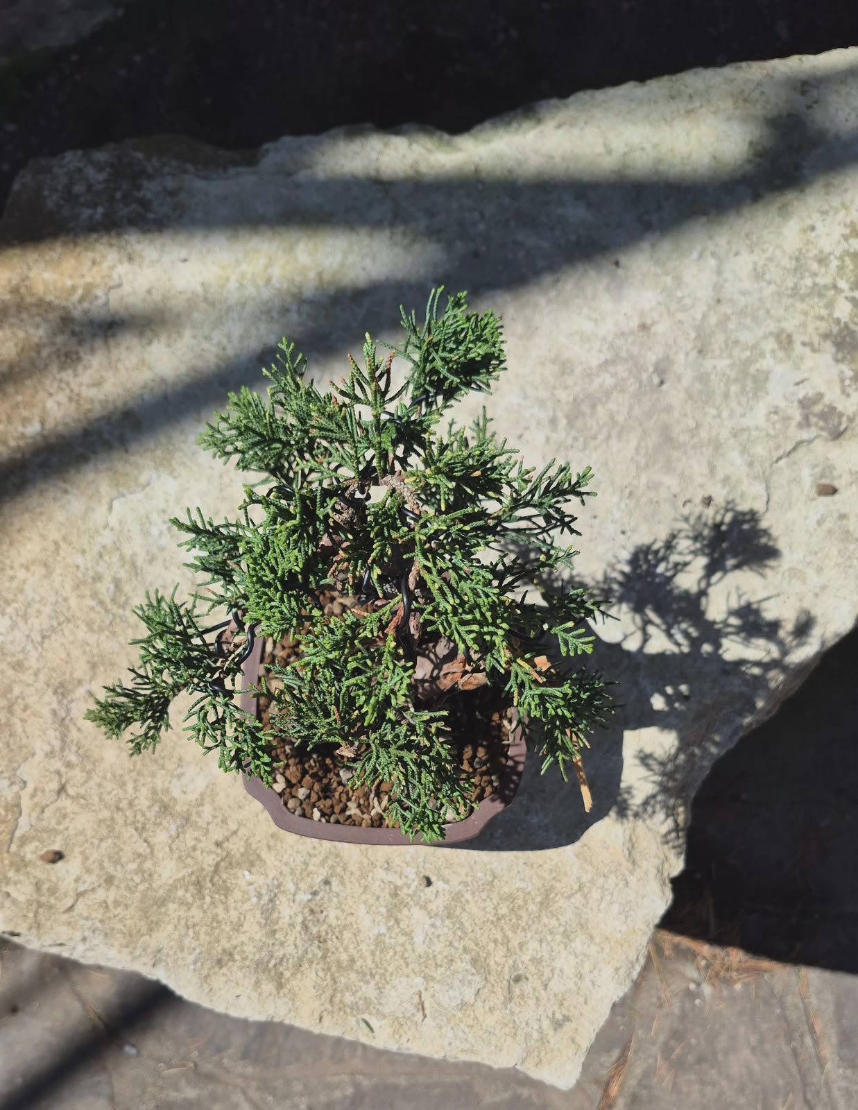 Bonsai of Juniperus 2