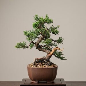 Bonsai of Juniperus