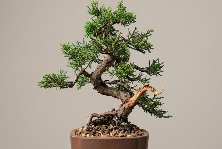 Bonsai of Juniperus
