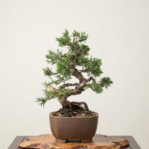 Bonsai of Juniperus 1