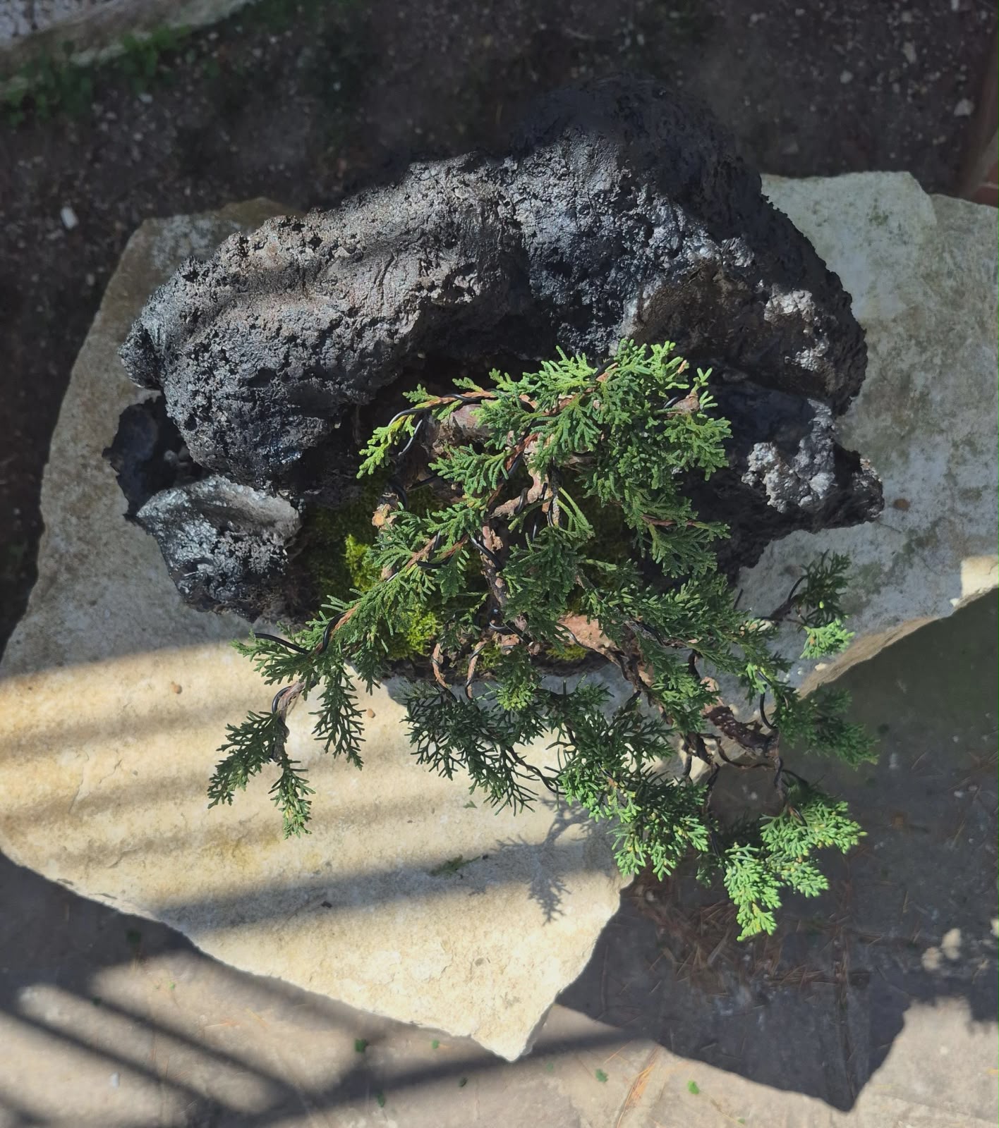 Juniper Itoigawa Kishu on Stone 4