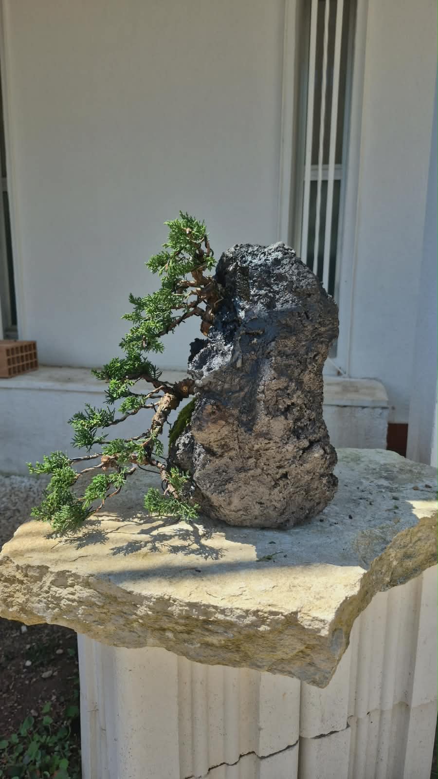 Juniper Itoigawa Kishu on Stone 3