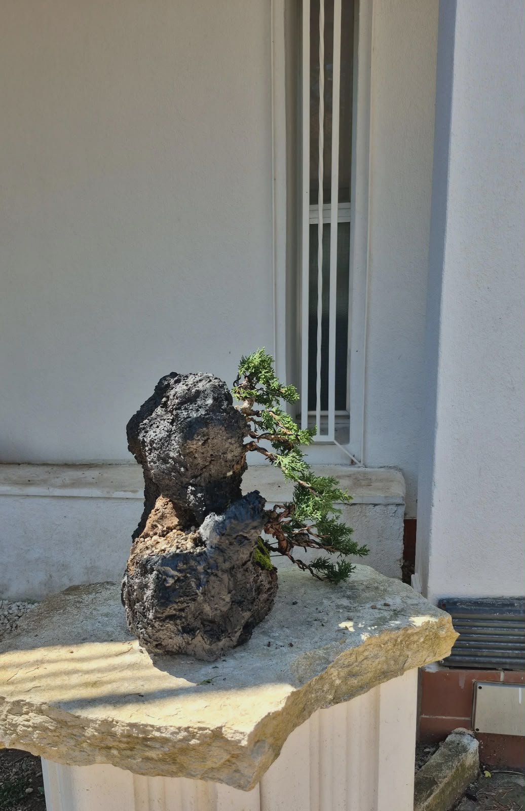 Juniper Itoigawa Kishu on Stone 2