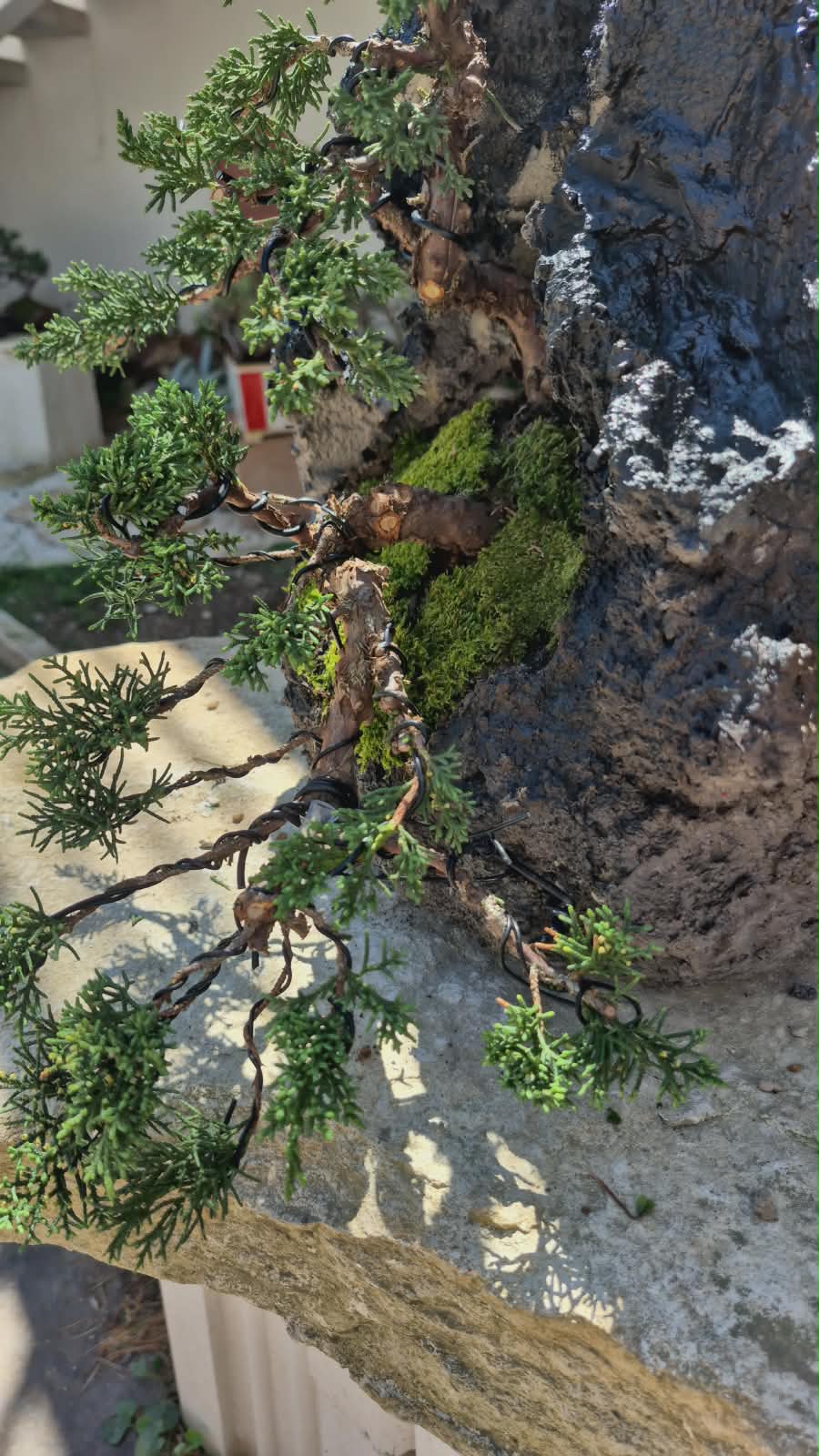 Juniper Itoigawa Kishu on Stone 6
