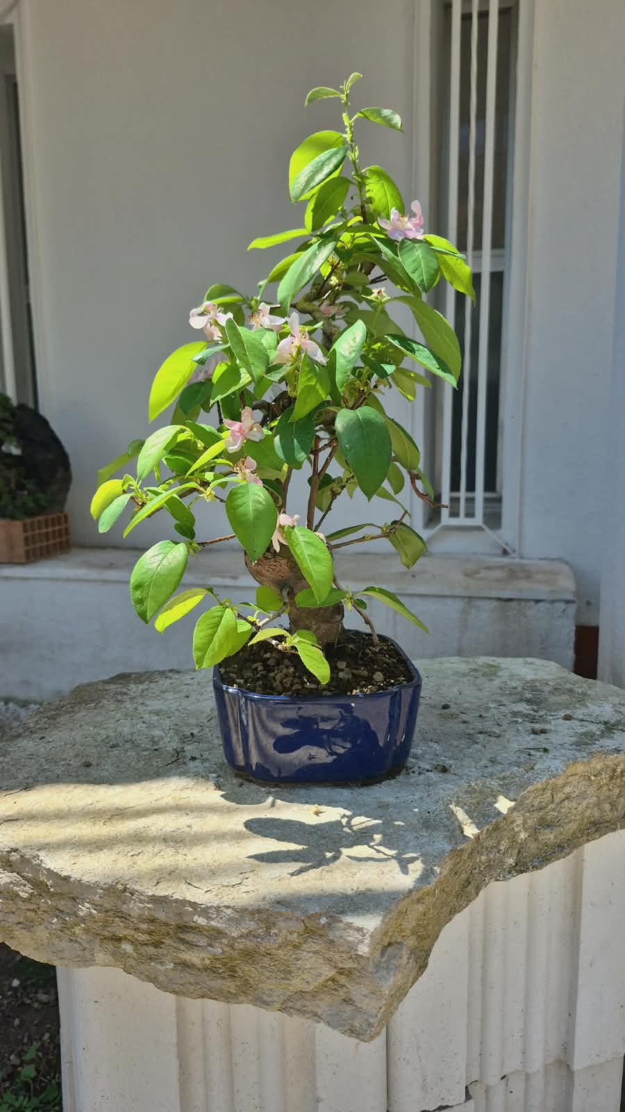 Chaenomeles 20 years 3