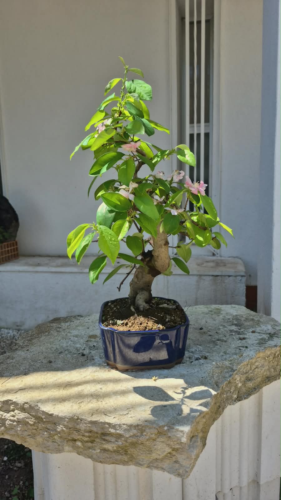Chaenomeles 20 years 2