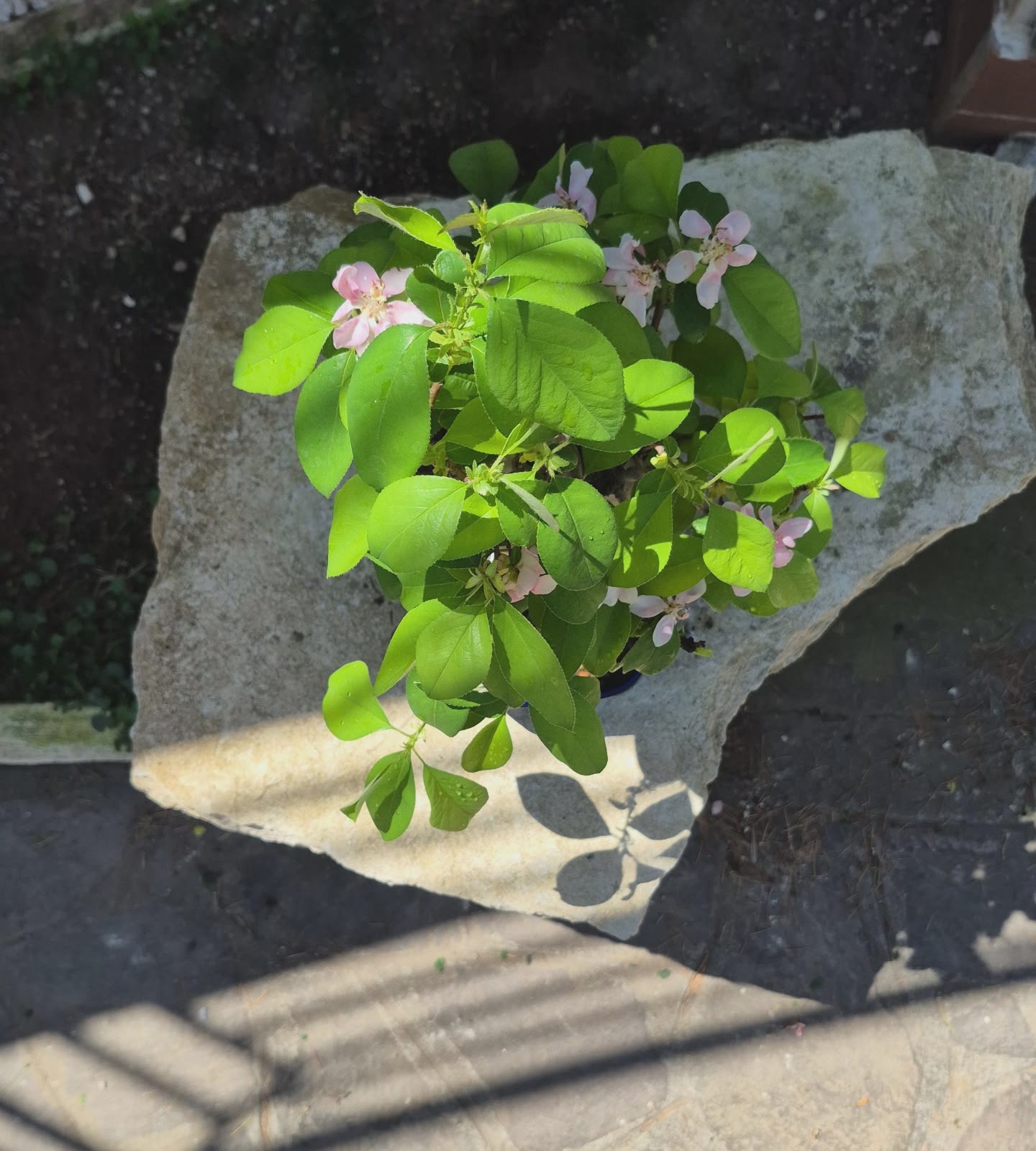 Chaenomeles 20 years 6