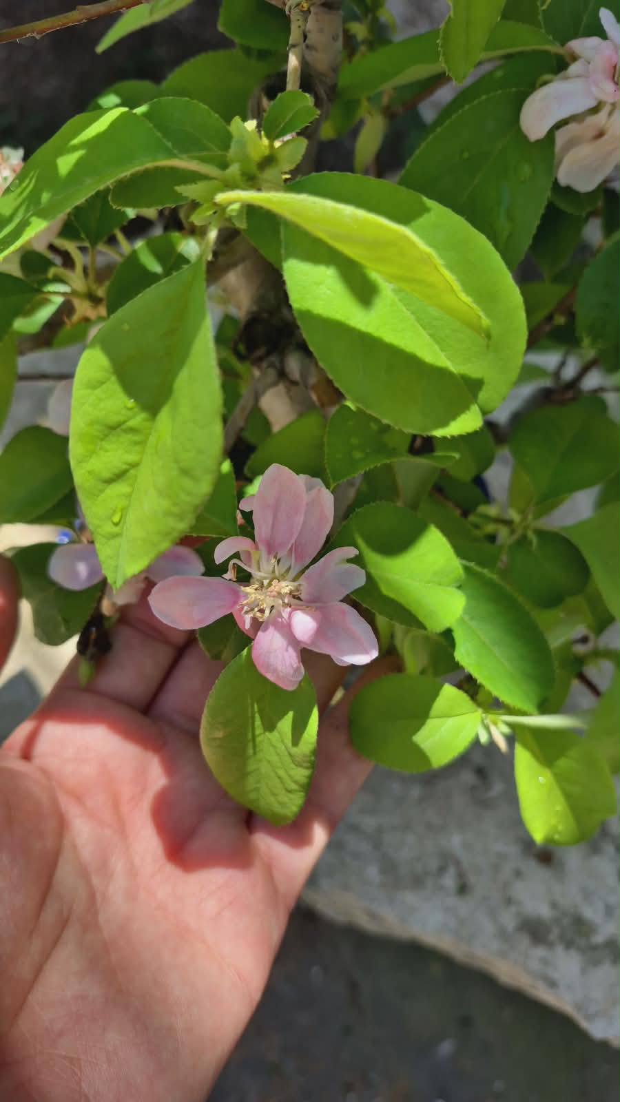 Chaenomeles 20 years 7