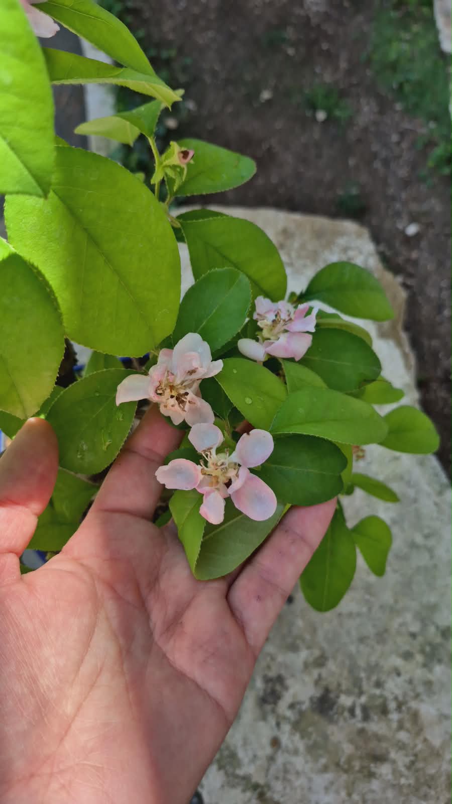 Chaenomeles 20 years 8