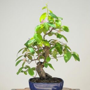 Chaenomeles 20 years