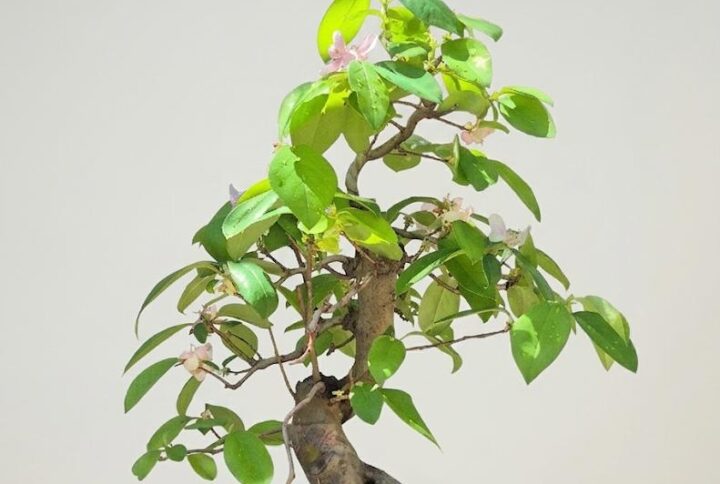 Chaenomeles 20 years
