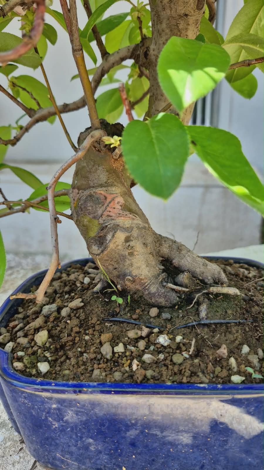 Chaenomeles 20 years 4
