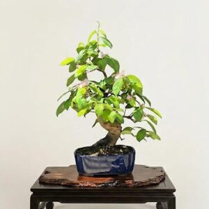 Chaenomeles 20 years 1