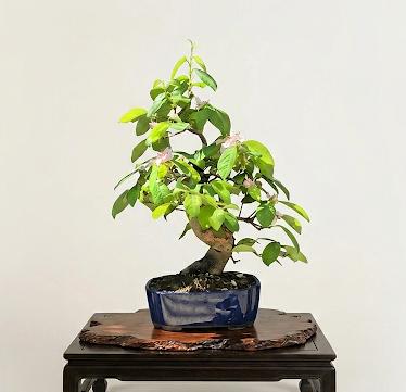 Chaenomeles 20 years 1