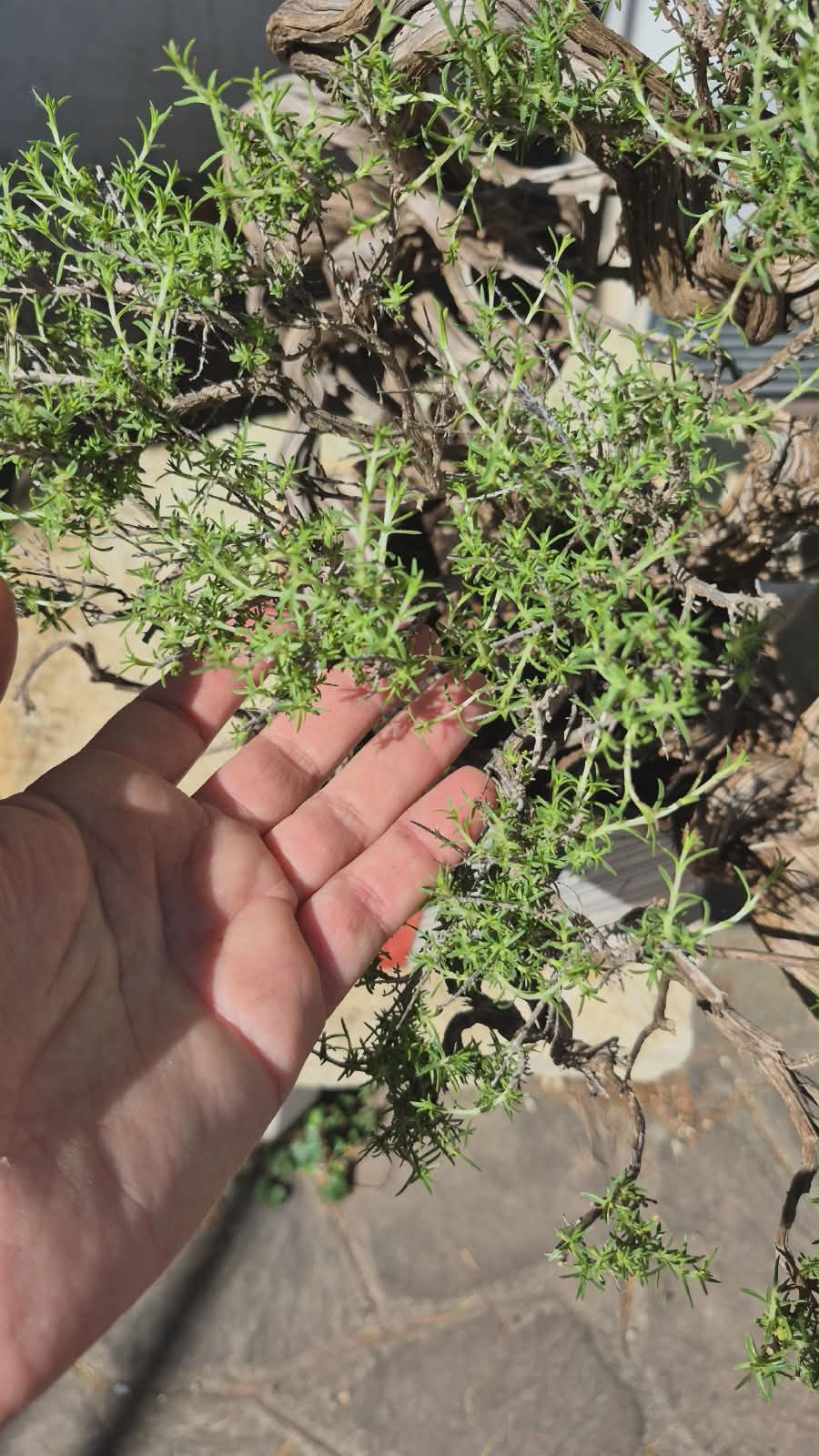Bonsai of Thymus 6