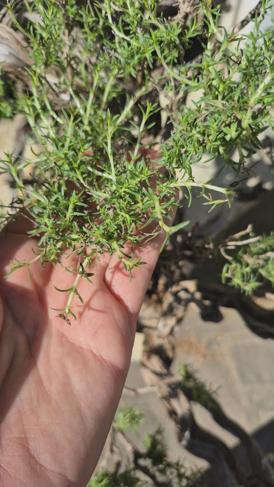 Bonsai of Thymus 3