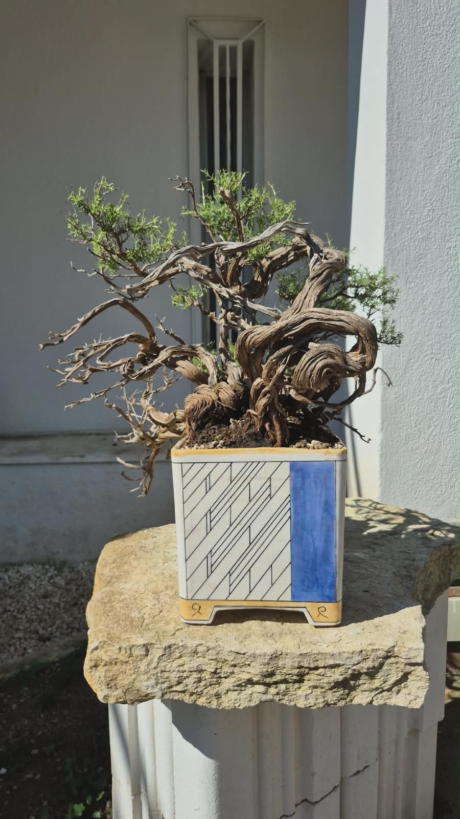 Bonsai of Thymus 2