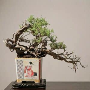 Bonsai of Thymus 1