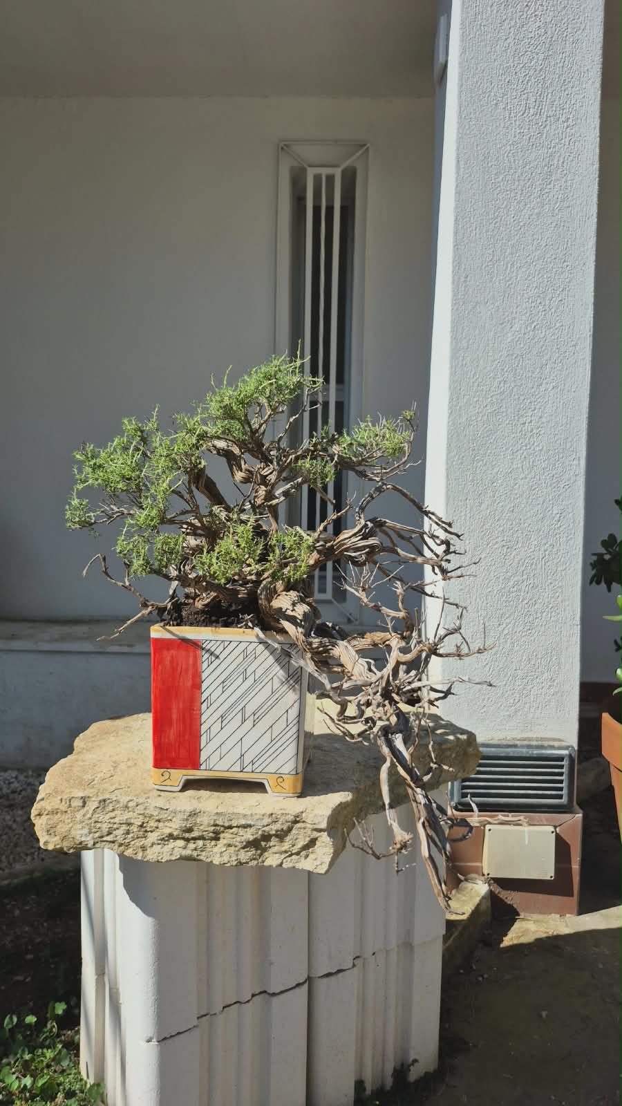 Bonsai of Thymus 4