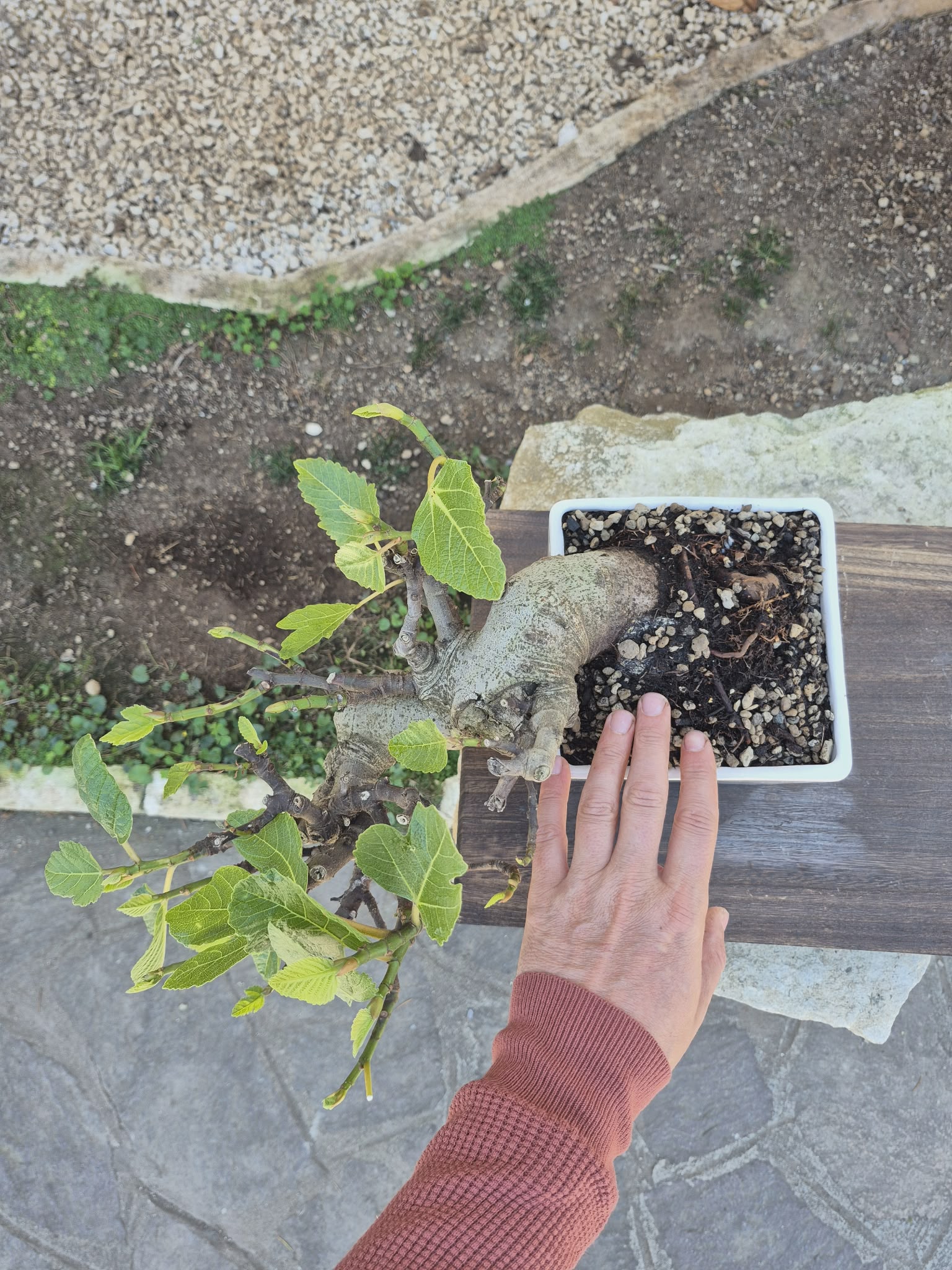Ficus Retusa 4