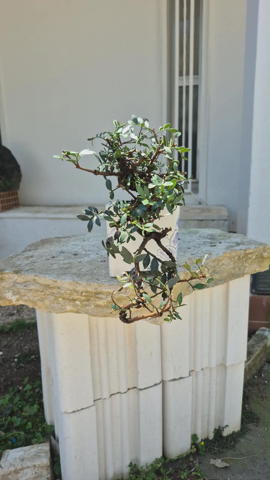Pistacia Lentiscus 2