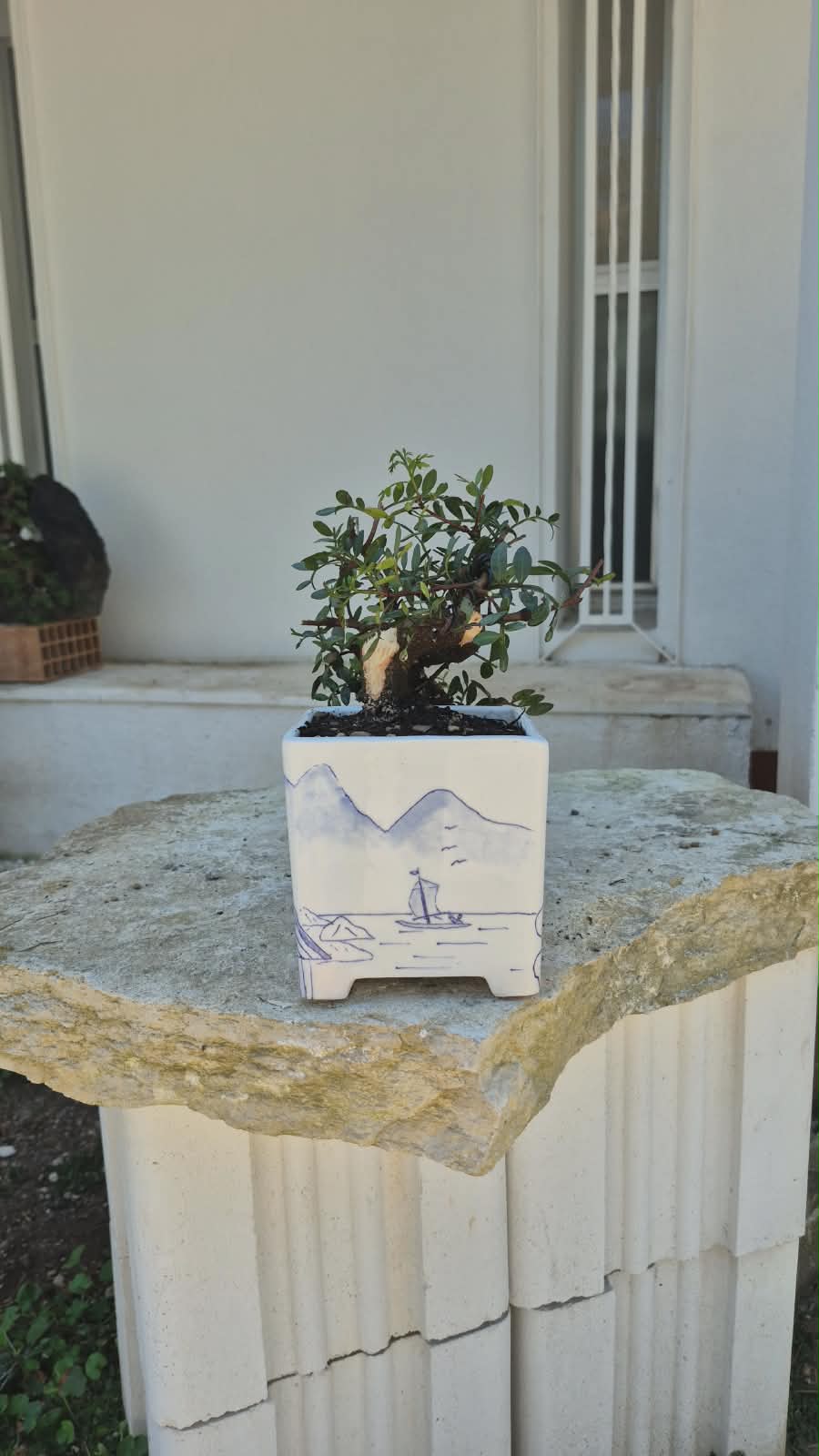 Pistacia Lentiscus 3