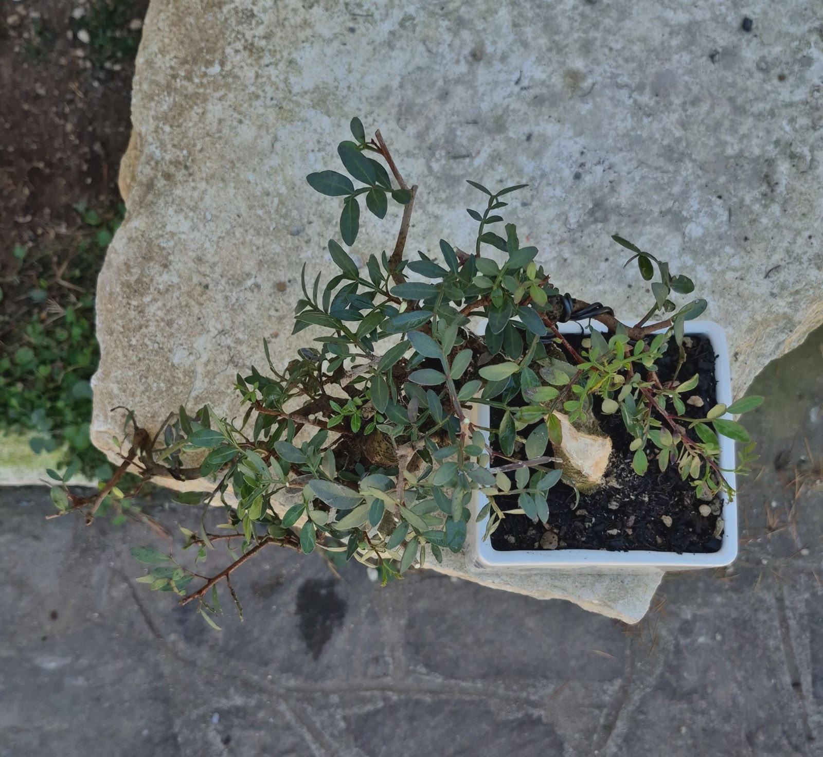 Pistacia Lentiscus 4