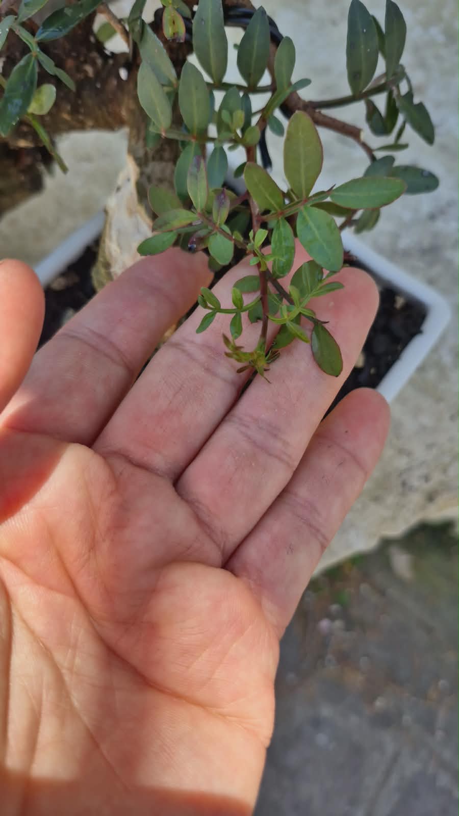 Pistacia Lentiscus 6