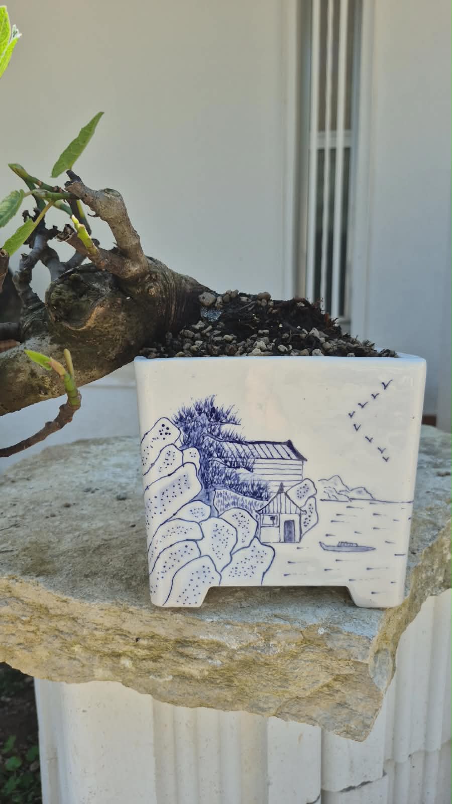 Ficus Retusa 10