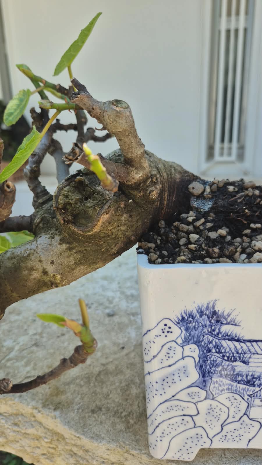 Ficus Retusa 9