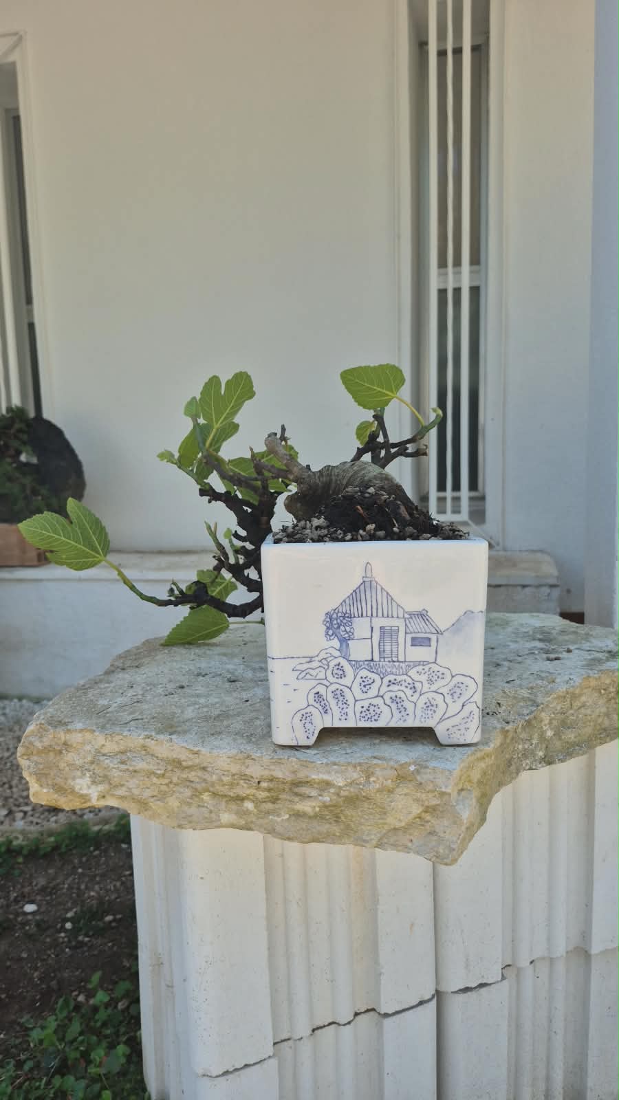 Ficus Retusa 2