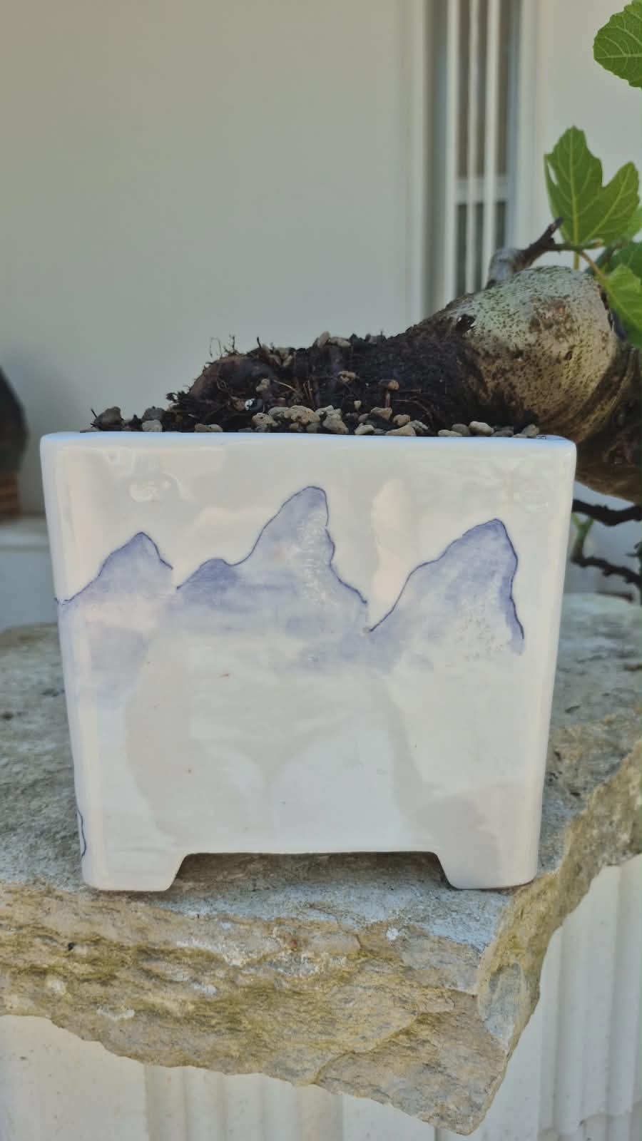Ficus Retusa 7