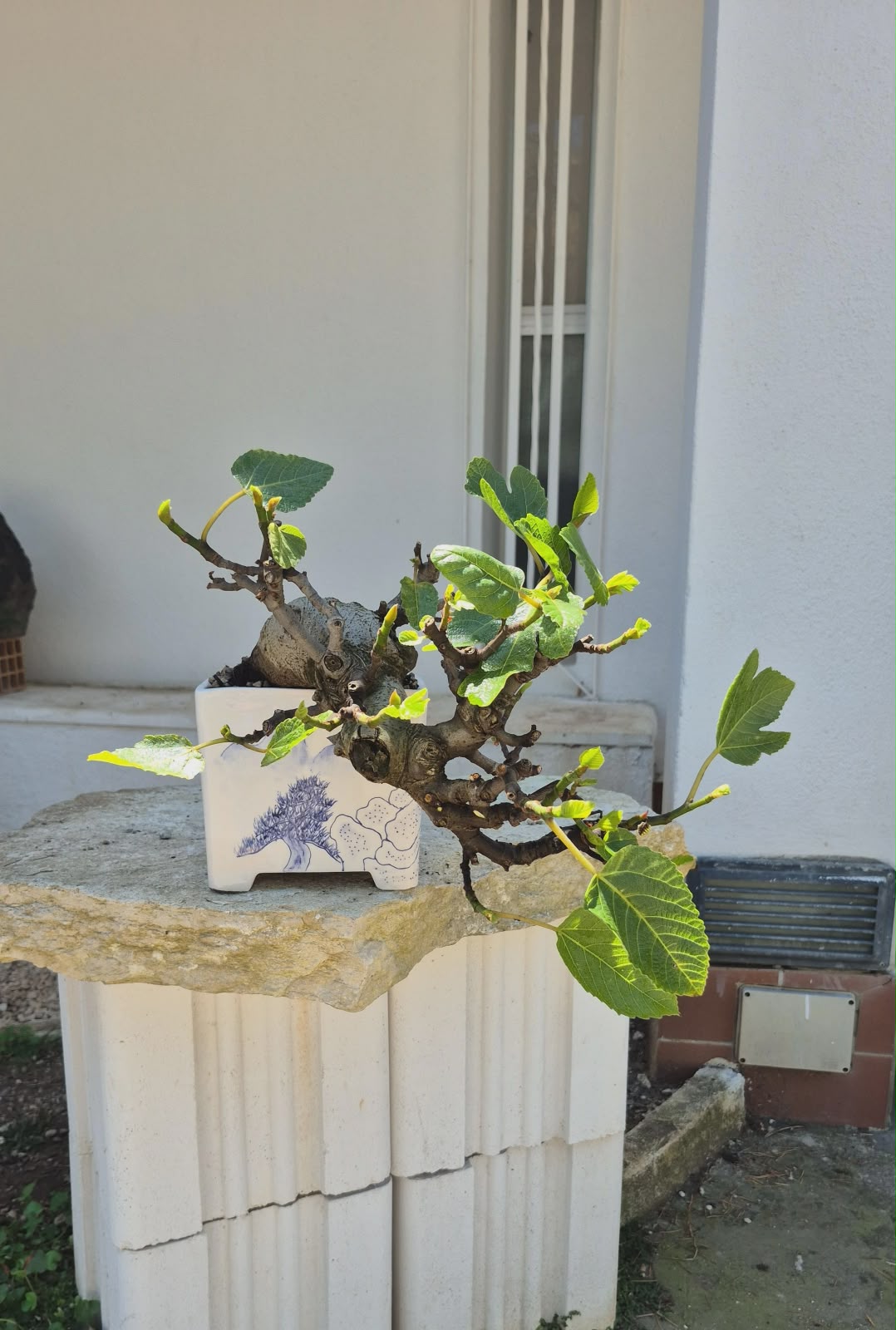 Ficus Retusa 3