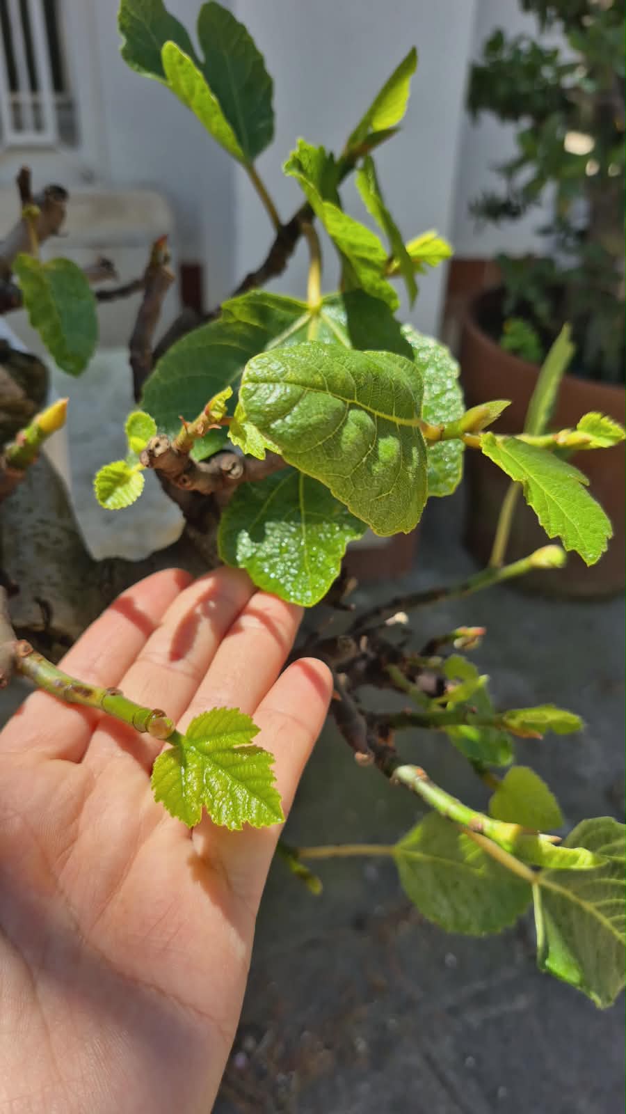 Ficus Retusa 5