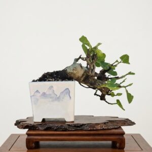 Ficus Retusa bonsai – trunk and nebari
