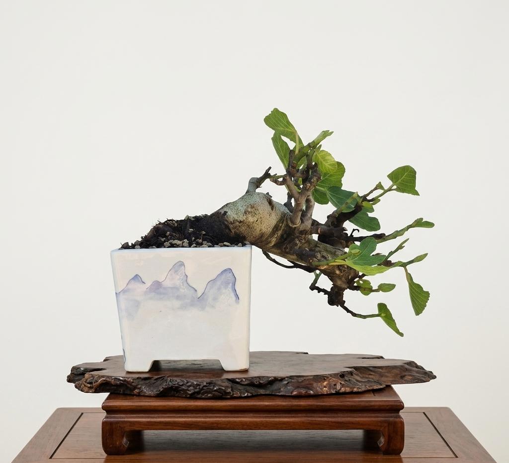 Ficus Retusa 1