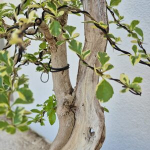 Bonsai of Bougainvillea