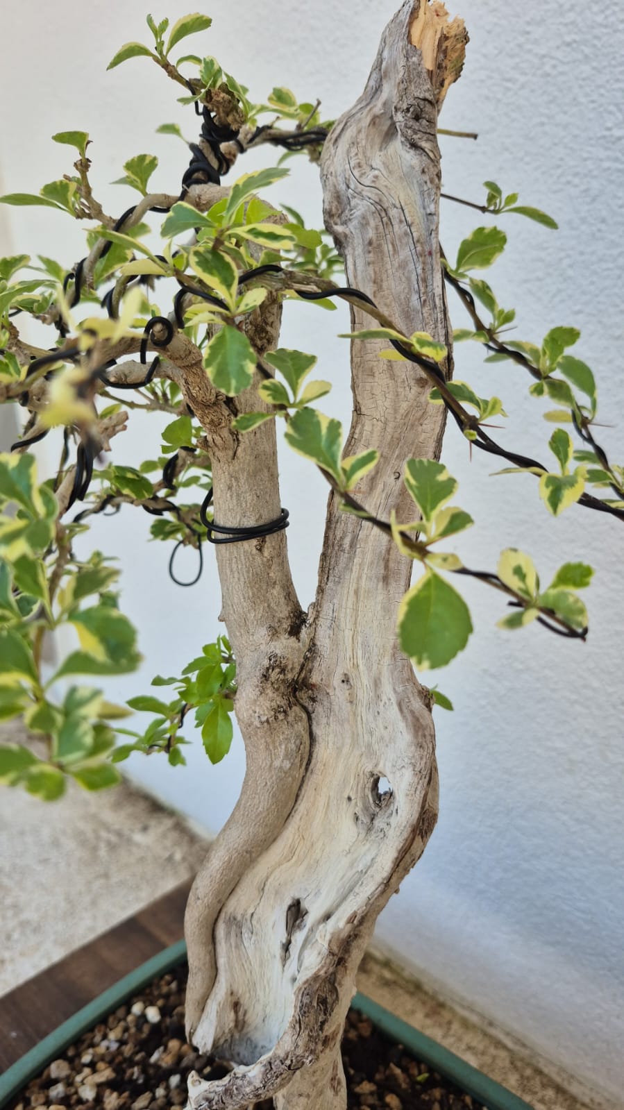 Bonsai of Bougainvillea