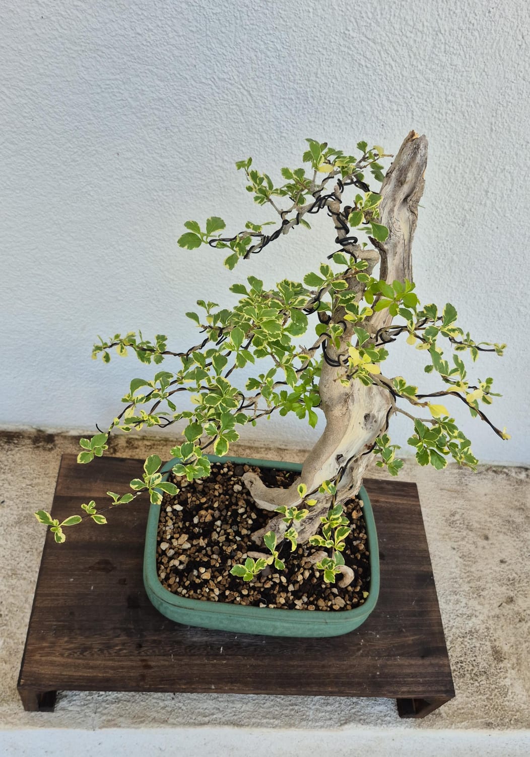 Bonsai of Bougainvillea