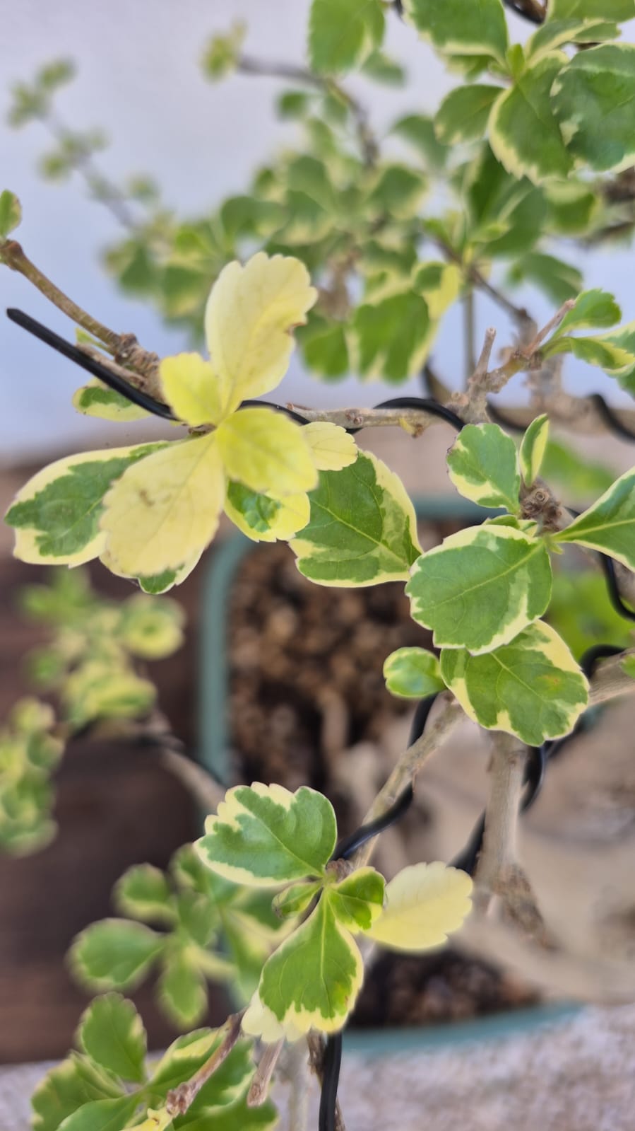 Bonsai of Bougainvillea