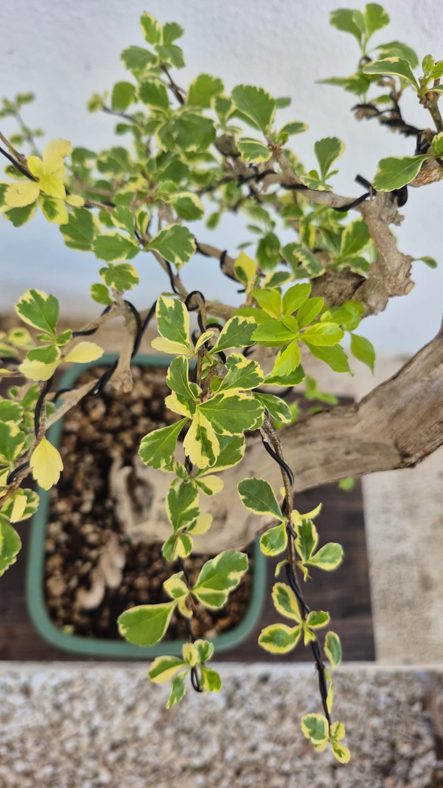 Bonsai of Bougainvillea