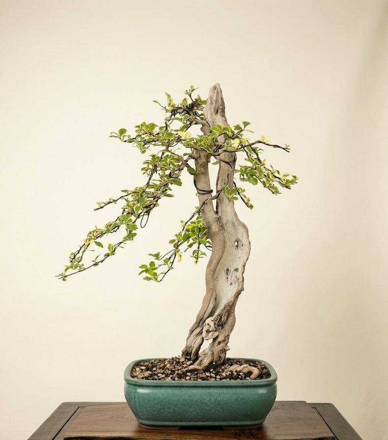 Bonsai of Bougainvillea