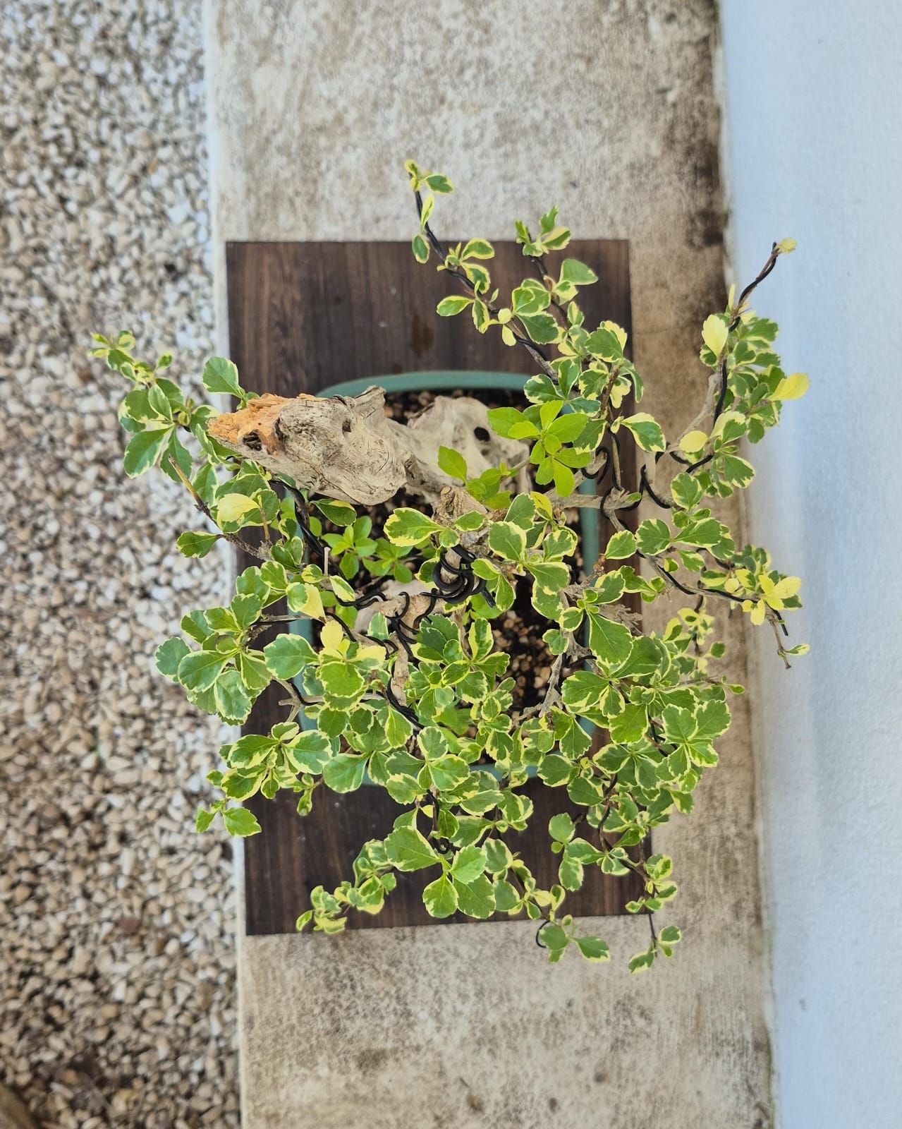 Bonsai of Bougainvillea