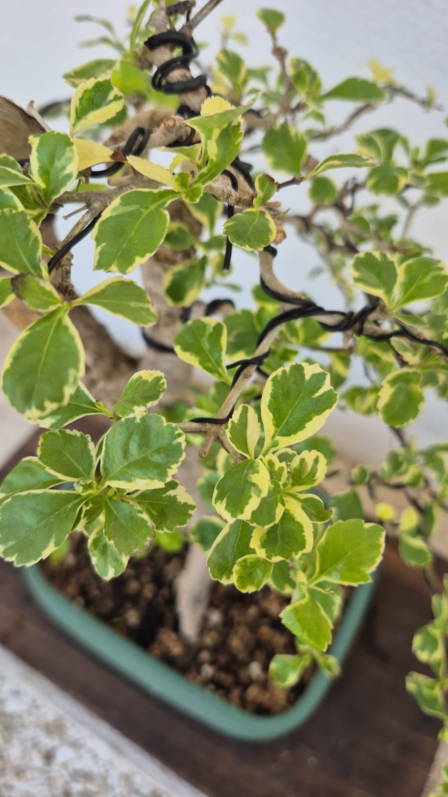 Bonsai of Bougainvillea