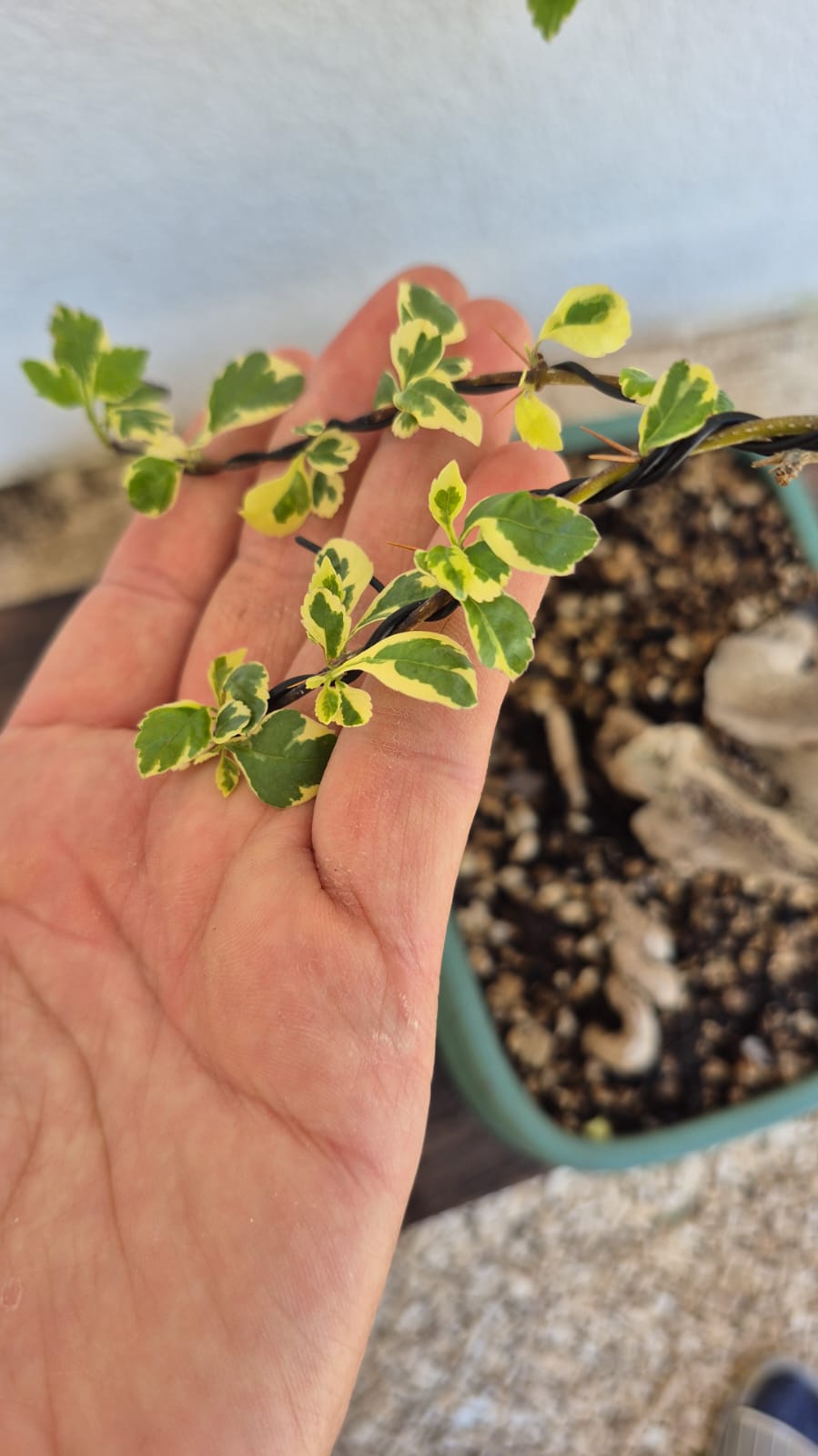 Bonsai of Bougainvillea