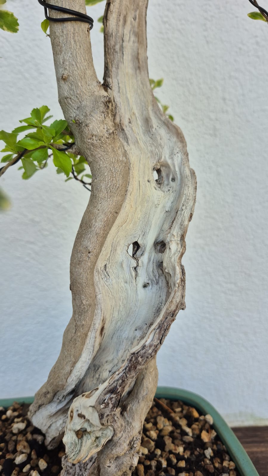 Bonsai of Bougainvillea