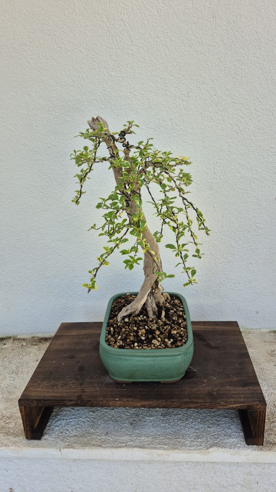 Bonsai of Bougainvillea