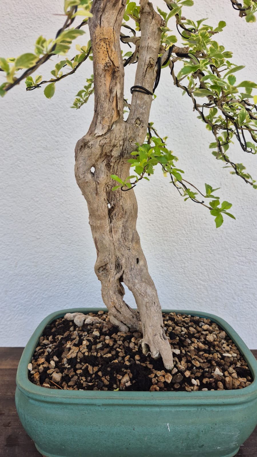 Bonsai of Bougainvillea
