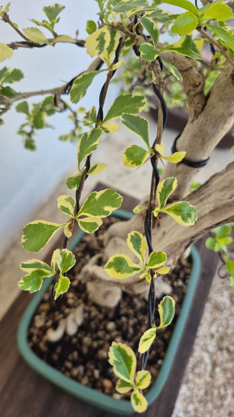 Bonsai of Bougainvillea